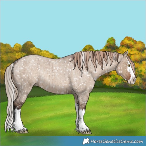 Horse Color:Liver Red Dun Roan Splash Appaloosa Rabicano Brindle
