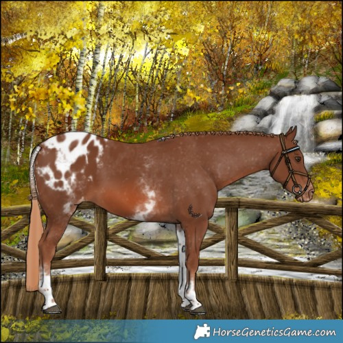 Horse Color:White Spotted Chestnut Tobiano Blanket 