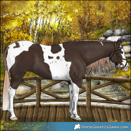 Horse Color:Liver Chestnut Splash Tobiano 