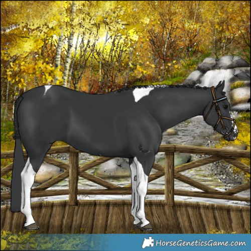 Horse Color:Black Tobiano 