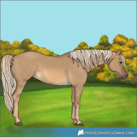 Horse Color:Chocolate Palomino Dun Rabicano 