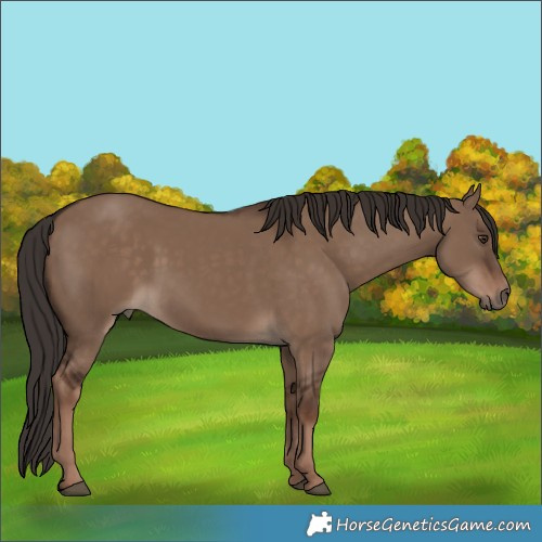 Horse Color:Liver Red Dun Rabicano 