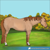 Horse Color:Red Dun
