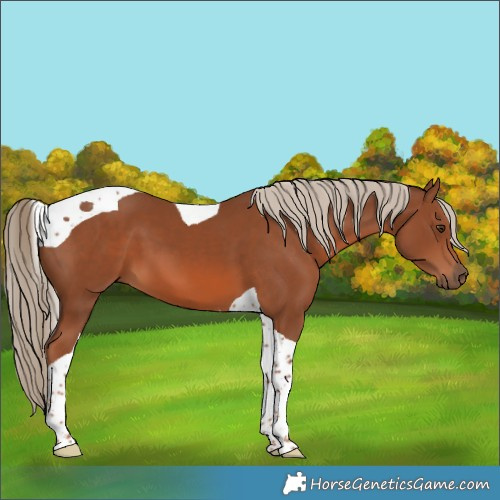 Horse Color:Chestnut Tobiano 