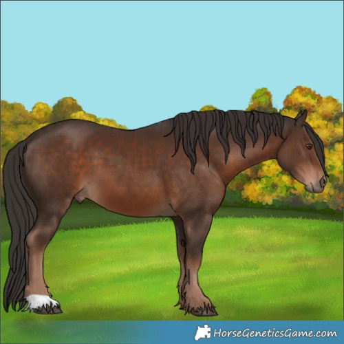 Horse Color:Liver Chestnut 