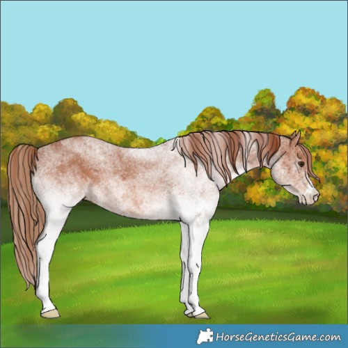 Horse Color:White Spotted Chestnut 