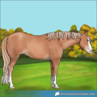 Horse Color:Gold Champagne Splash 