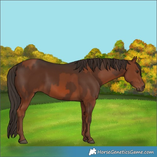 Horse Color:Chestnut  and Liver Chestnut 