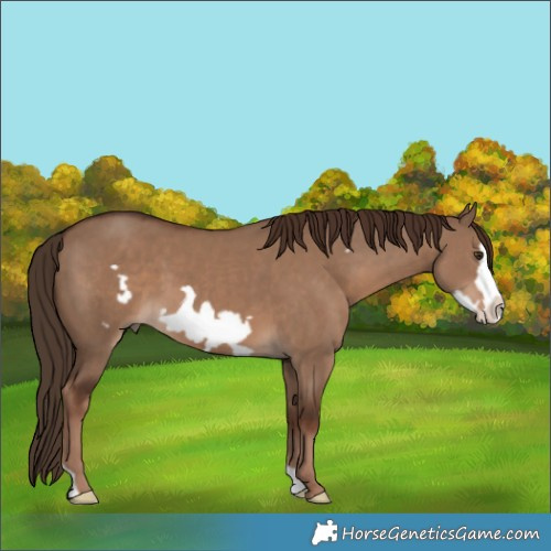 Horse Color:Liver Red Dun Frame 