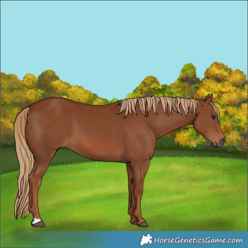 Horse Color:Chestnut 