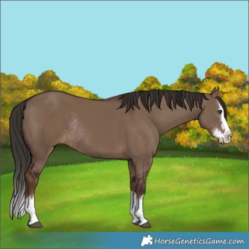 Horse Color:Liver Red Dun Splash Rabicano 