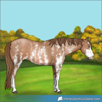 Horse Color:Liver Chestnut Pearl Sabino