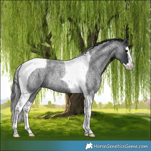 Horse Color:Blue Roan Splash Tobiano 