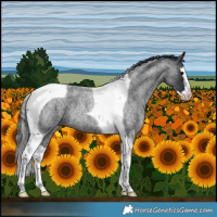Horse Color:Blue Roan Splash Tobiano 