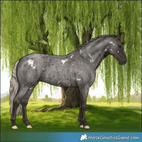 Horse Color:Gray White Spotted Silver Smoky Blue Roan