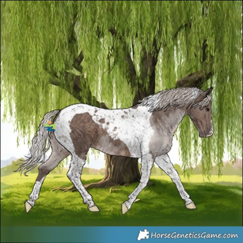 Horse Color:Silver Black Tobiano 