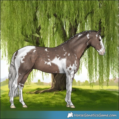 Horse Color:White Spotted Silver Black Splash Tobiano 