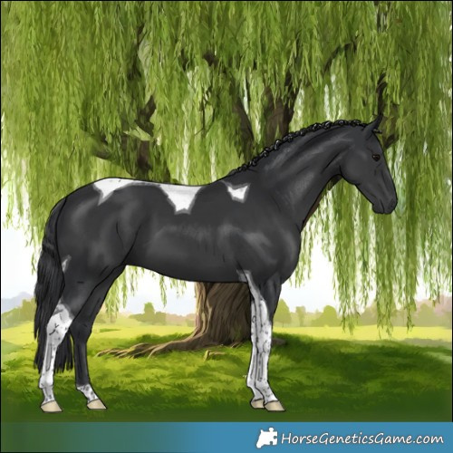 Horse Color:Black Tobiano 