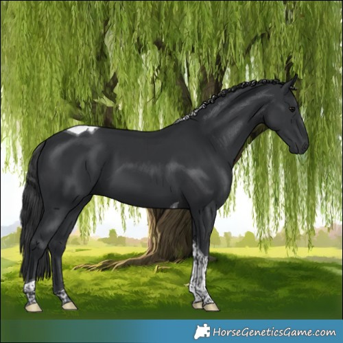 Horse Color:Black Tobiano 