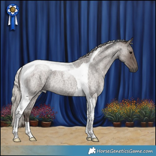 Horse Color:Silver Blue Roan Tobiano 