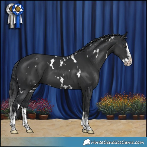 Horse Color:White Spotted Black Splash 