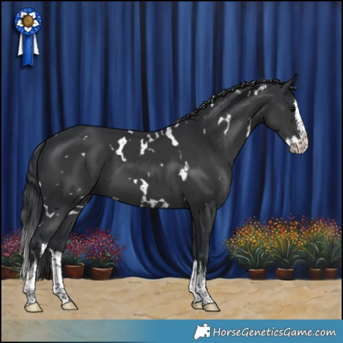 Horse Color:White Spotted Black Splash