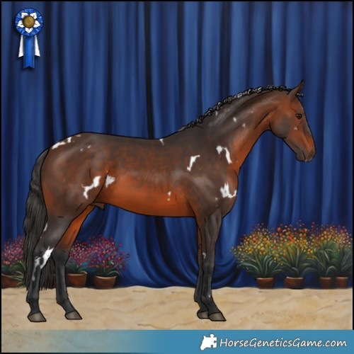 Horse Color:White Spotted Brown 