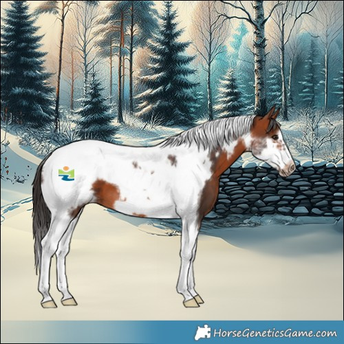 Horse Color:Bay Tobiano Frame 