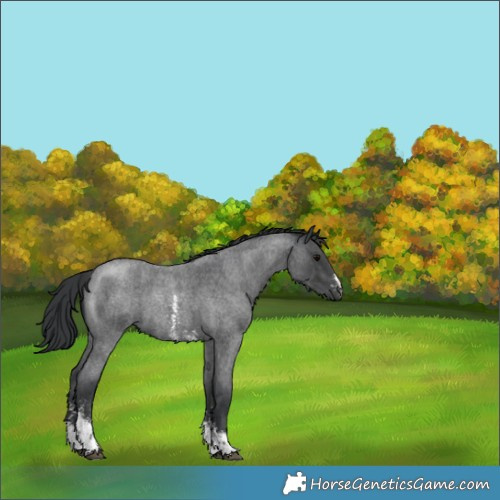 Horse Color:Blue Roan Sabino 