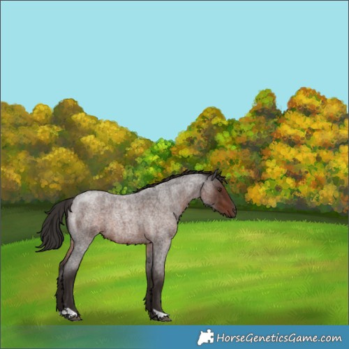 Horse Color:Liver Red Roan 