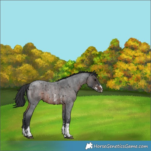 Horse Color:Brown Roan Sabino 