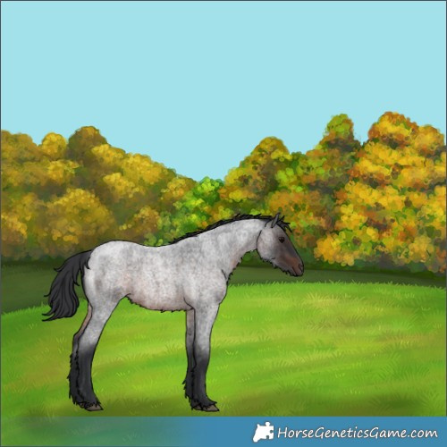 Horse Color:Brown Roan