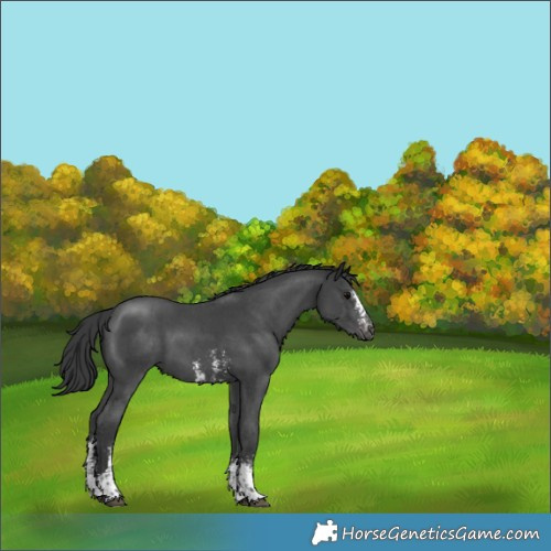 Horse Color:Black Sabino Appaloosa 