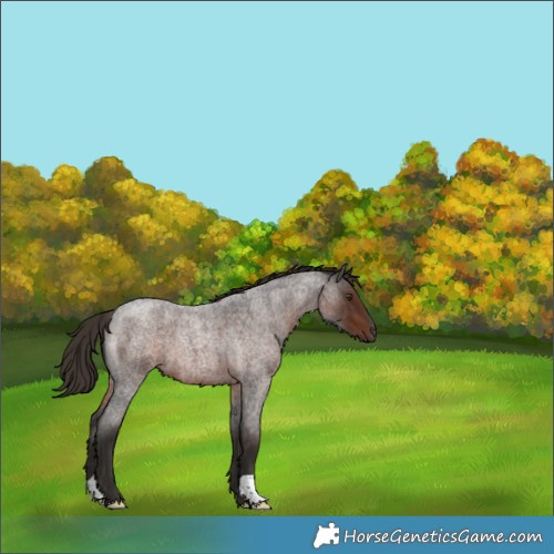 Horse Color:Liver Red Roan 