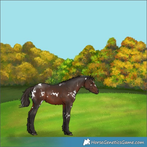 Horse Color:White Spotted Liver Chestnut 