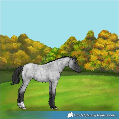 Horse Color:Blue Roan 