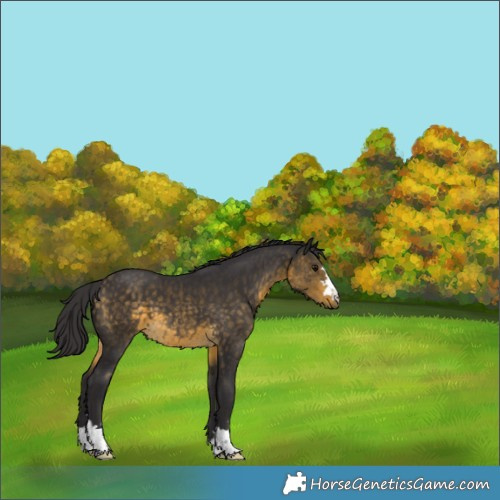 Horse Color:Buckskin 
