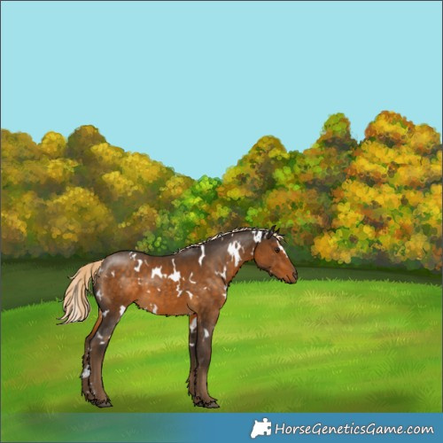Horse Color:White Spotted Chocolate Palomino 