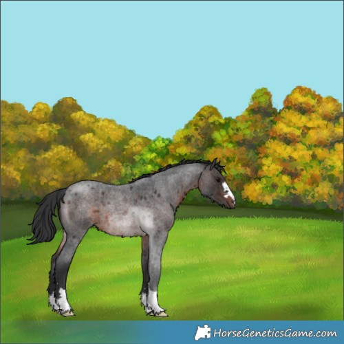 Horse Color:Brown Roan 