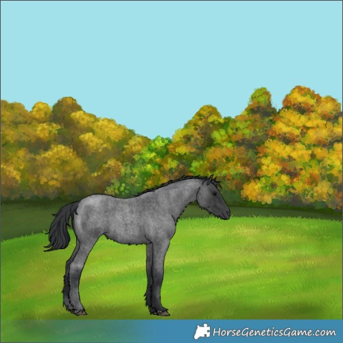 Horse Color:Blue Roan