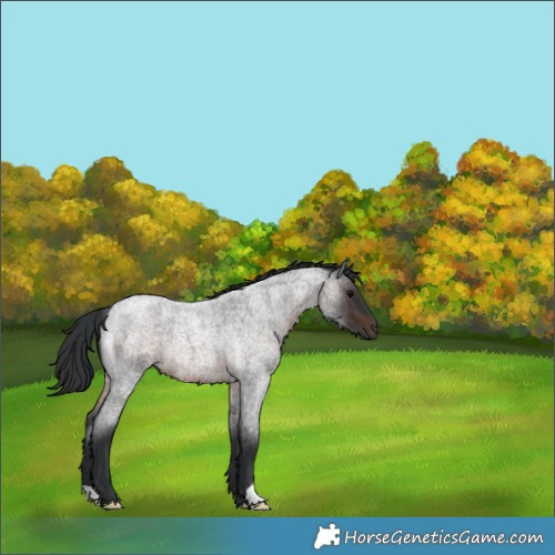 Horse Color:Brown Roan