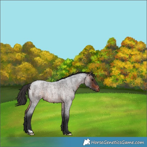 Horse Color:Brown Roan Varnish 