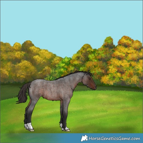 Horse Color:Liver Red Roan 