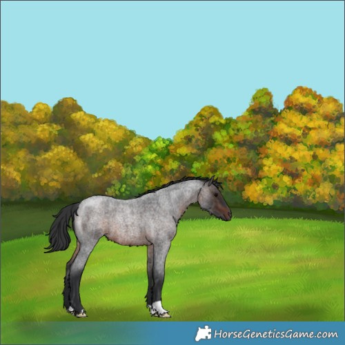 Horse Color:Brown Roan 