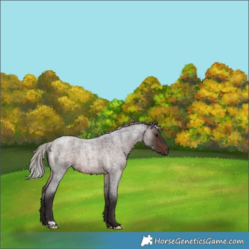 Horse Color:Silver Brown Roan 