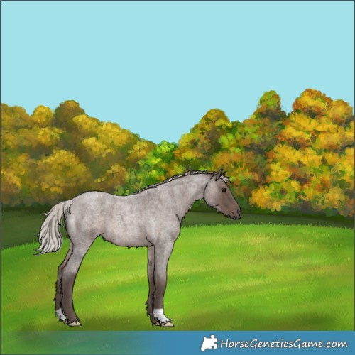 Horse Color:Silver Blue Roan