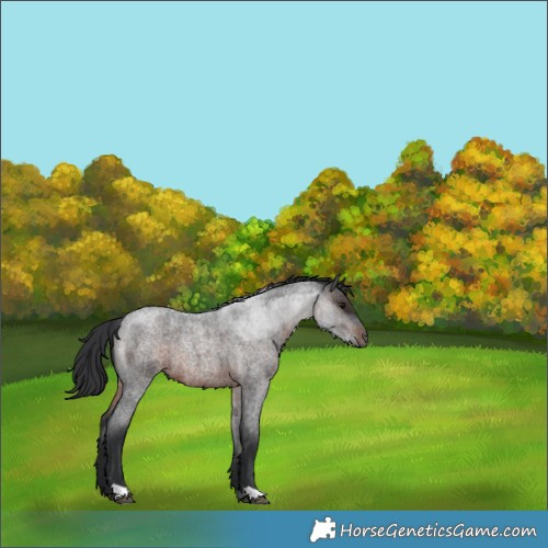 Horse Color:Brown Roan 