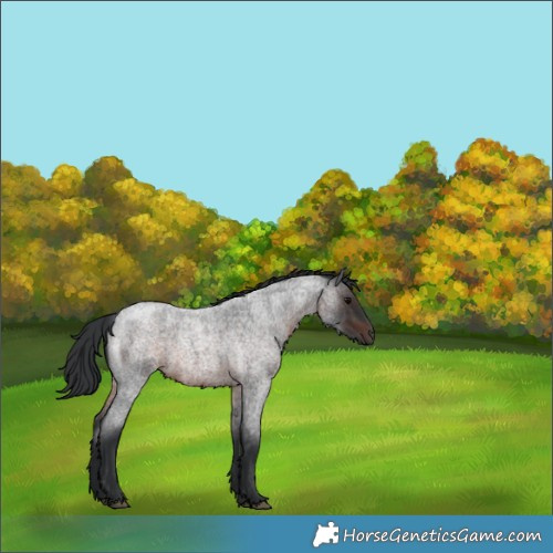 Horse Color:Brown Roan