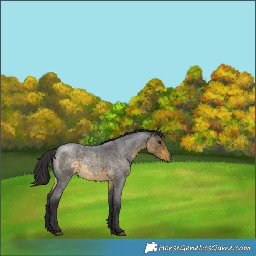 Horse Color:Buckskin Roan 