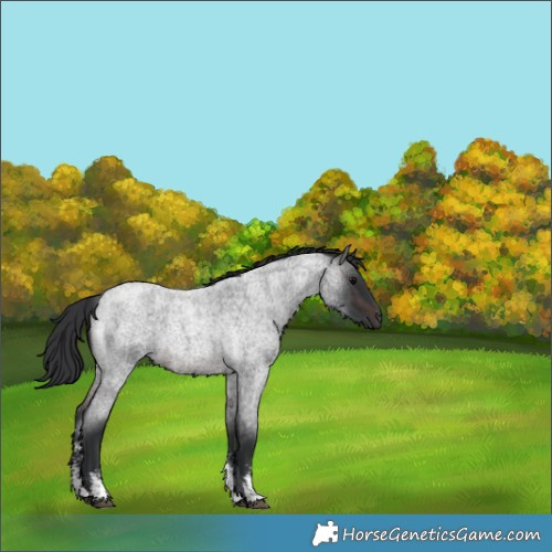Horse Color:Brown Roan Sabino